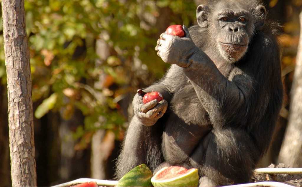 Надо поесть!