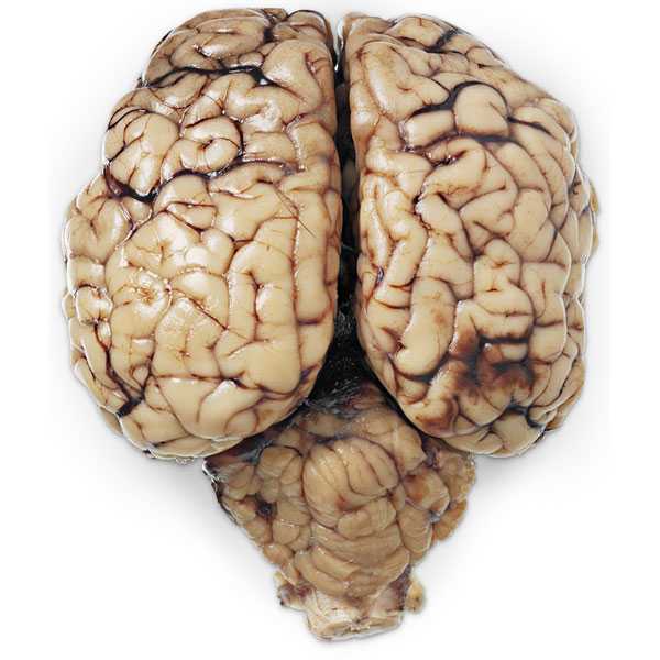 Мозг коровы