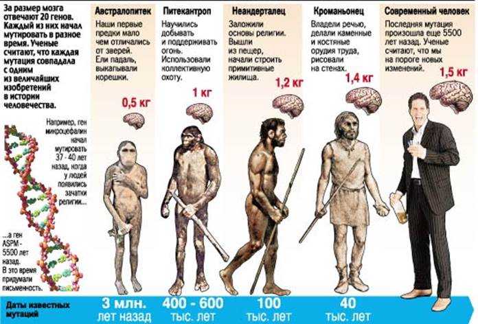 Увеличение массы мозга