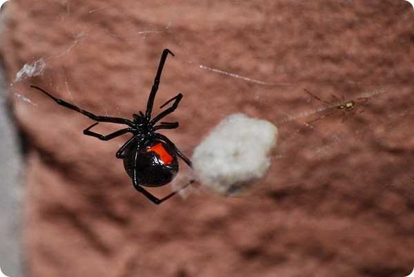 Черные вдовы (лат. Latrodectus mactans)