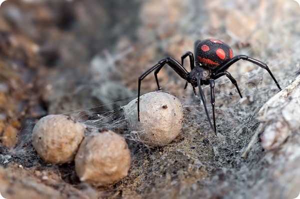 Каракурт, или степная вдова (лат. Latrodectus tredecimguttatus) 