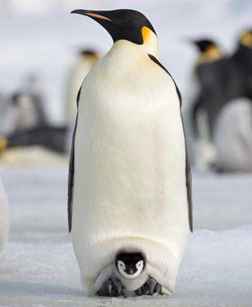 Императорский пингвин - отец, на которого можно положиться!