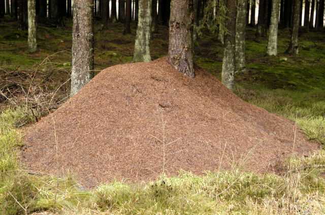 Муравейник Муравейник