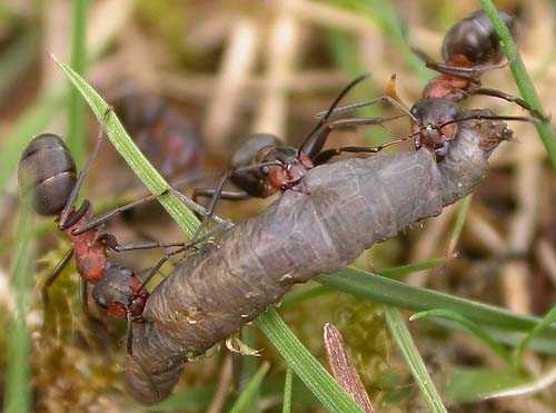 Муравьи-фуражеры Муравьи-фуражеры