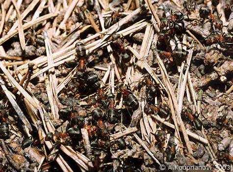 Муравьи за работой Муравьи за работой