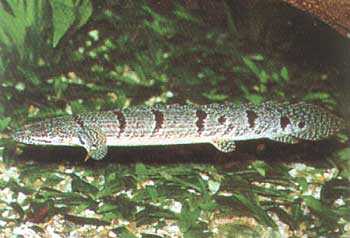 Синегальский полиптерус