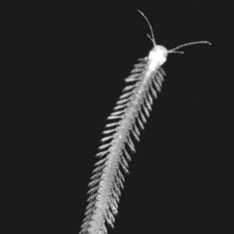 Ядовитое ракообразное