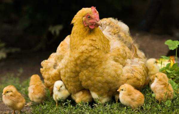 Самые умные птицы – куры