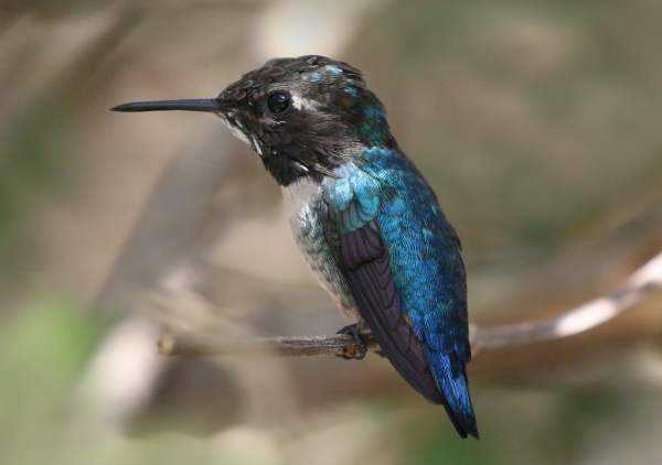 Самые умные птицы – колибри и другие