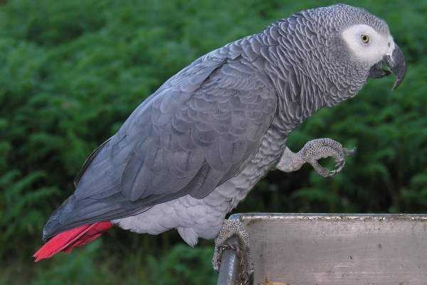 Самые умные птицы – кто они?