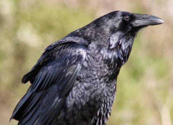 Самые умные птицы – вороны