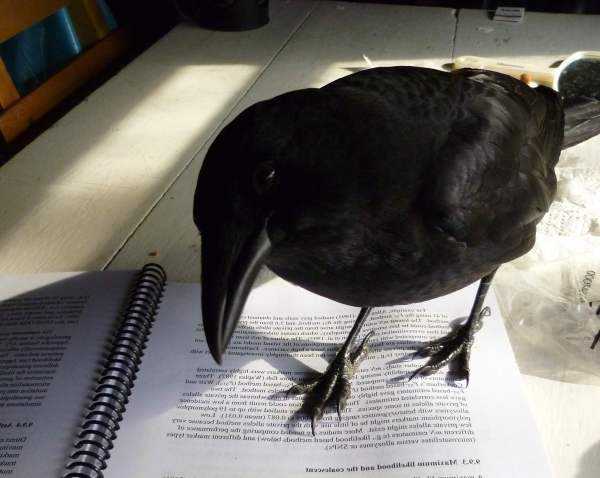 Самые умные птицы – вороны и не только