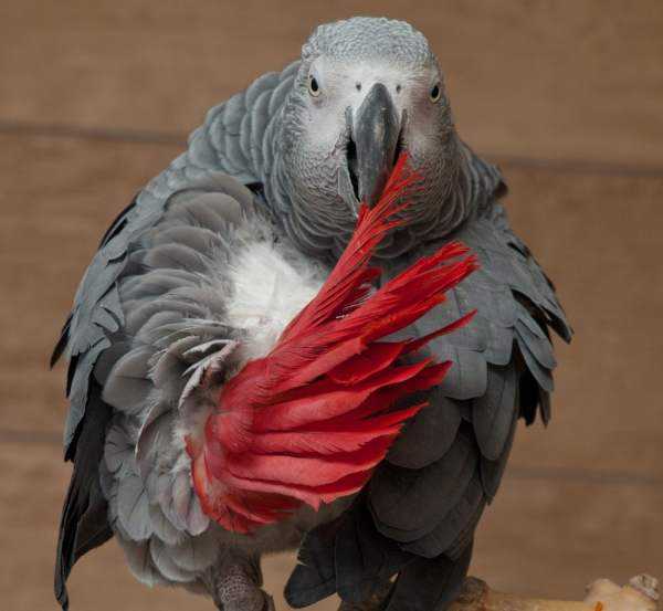 Самые умные птицы – попугай и не только