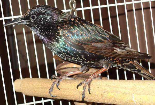 Самые умные птицы – сворец