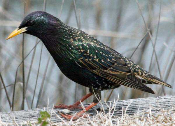 Самые умные птицы – скворцы