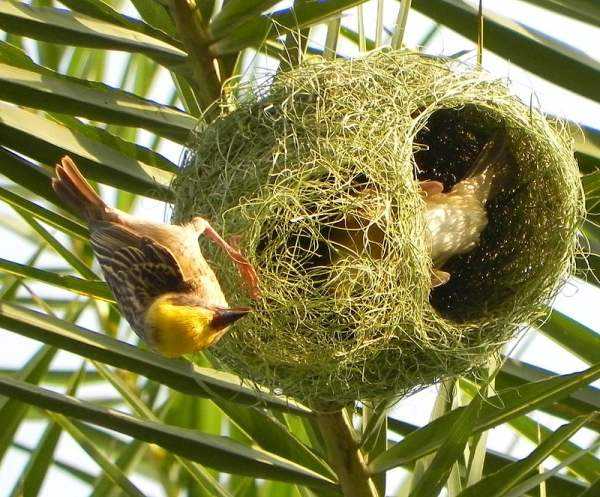 Самые умные птицы – ткачики