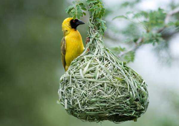 Самые умные птицы – ткачики и не только