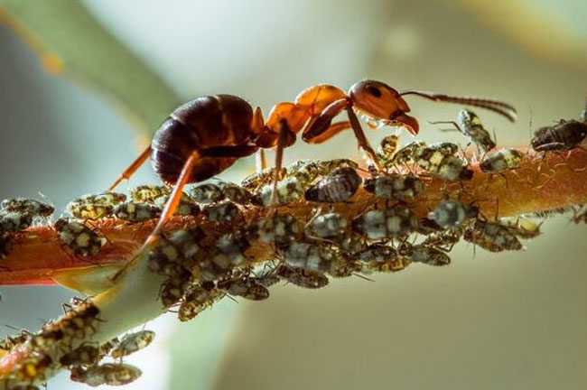 Картинки по запросу муравьи интересные факты