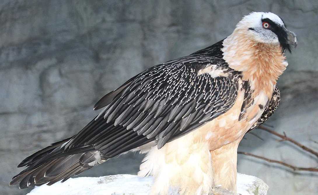 Самые большие хищные птицы