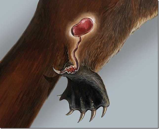 Ядовитый утконос