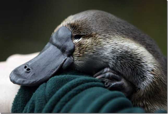 Милый утконос