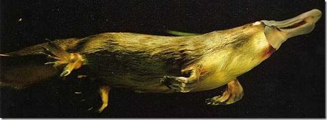 Утконос плывёт