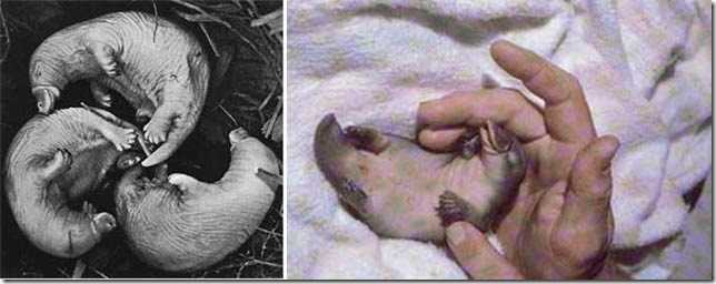 Малыши утконосы