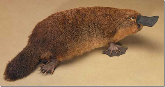 Утконос - диковинный зверь