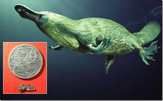 Утконос на монете