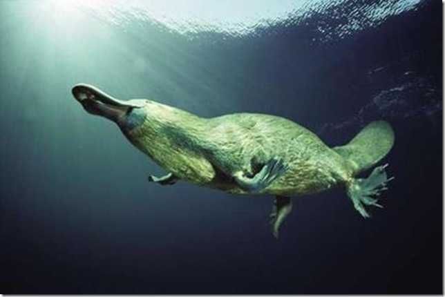 Утконос плывёт