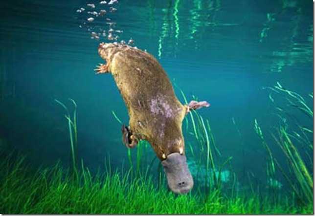 Утконос плывёт