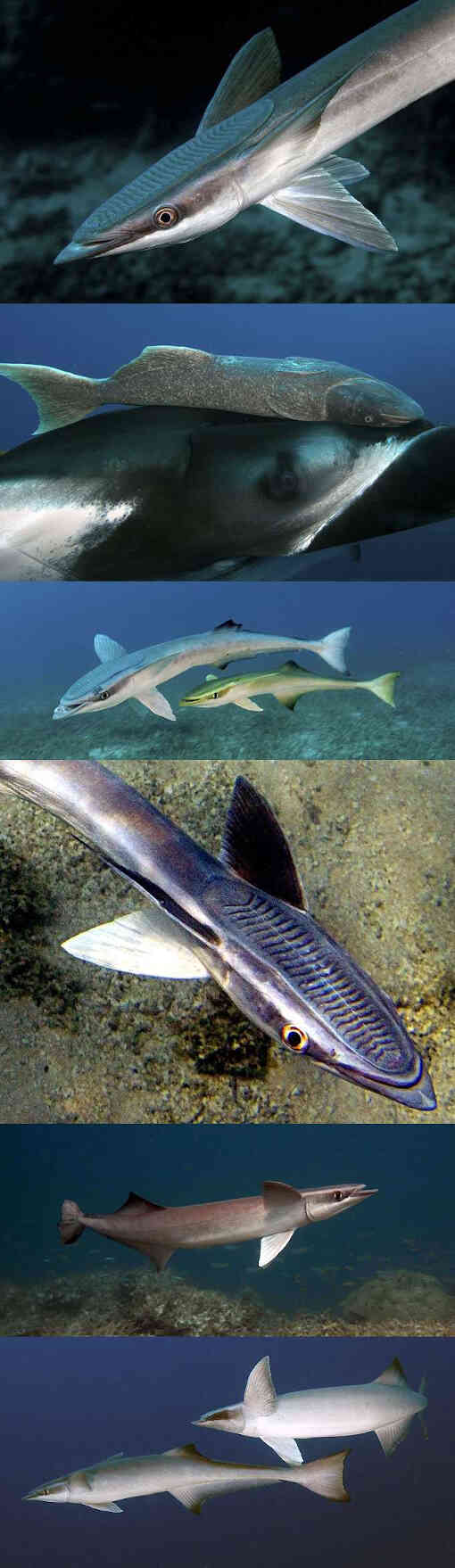 Виды рыб-прилипал