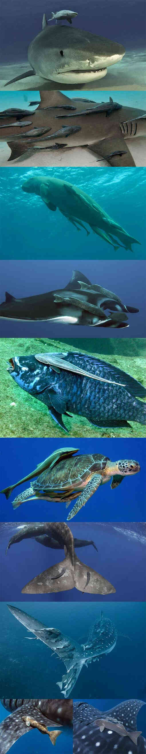 К кому прилипают прилипалы