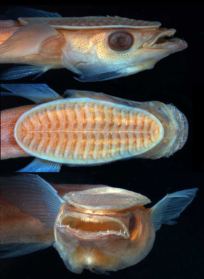 Рыба-прилипала