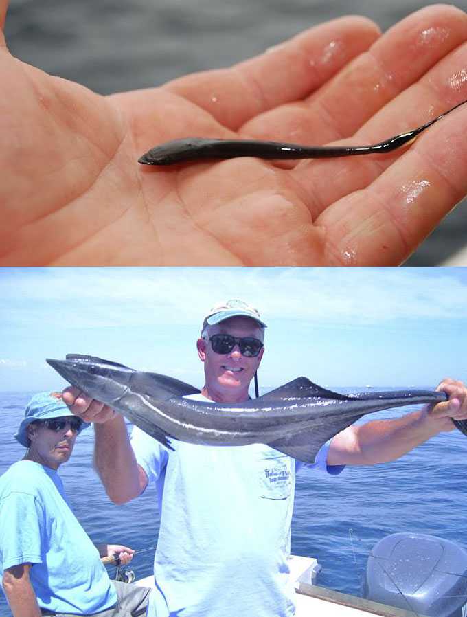 Размеры рыбы реморы