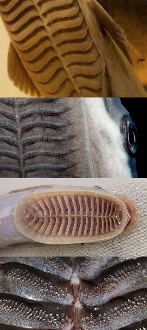 Как устроена присоска рыбы-прилипалы