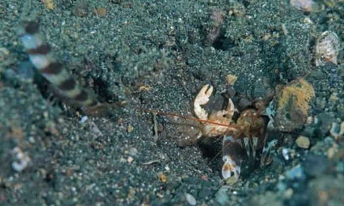 Ученые описали крайне редкий случай симбиоза трех живых организмов - краба, креветки и рыбы