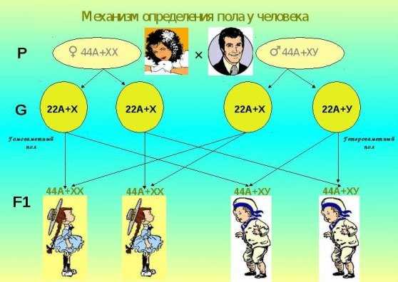 Механизм определения пола у человека Механизм определения пола у человека