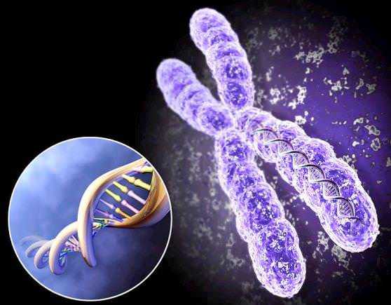 Генетический код Генетический код