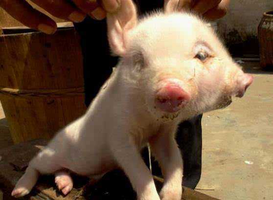 Свинья с двумя головами Свинья с двумя головами