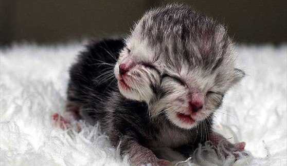 Котенок, у которого две головы Котенок, у которого две головы