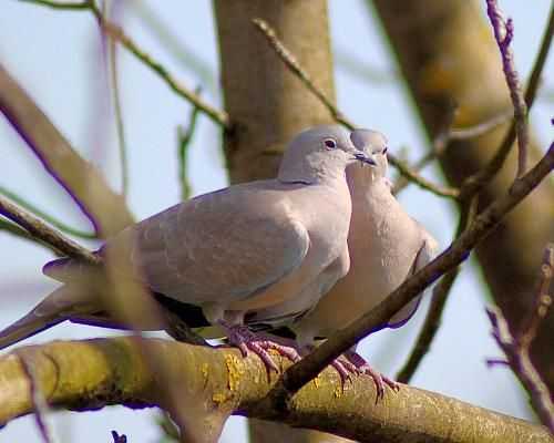 10 животных, создающих пары на всю жизнь