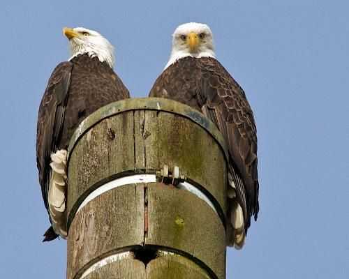10 животных, создающих пары на всю жизнь