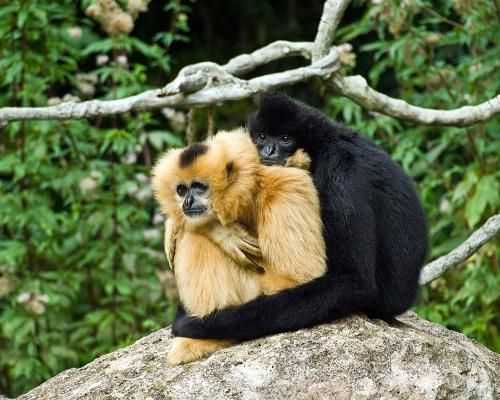 10 животных, создающих пары на всю жизнь