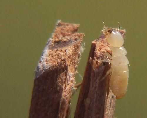 10 животных, создающих пары на всю жизнь