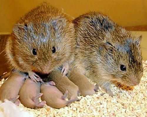 10 животных, создающих пары на всю жизнь