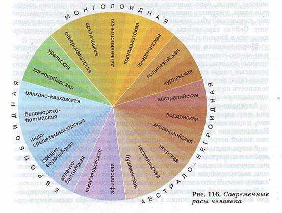 Современные расы человека