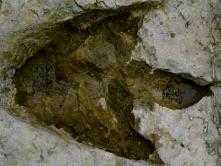 Следы динозавров