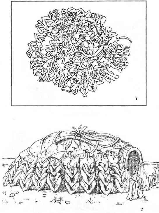 План и реконструкция верхнепалеолитического жилища из костей мамонта на стоянке Межиричи