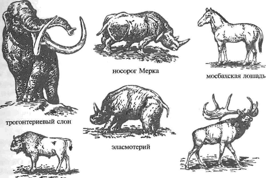 Нижне-среднеплейстоценовые животные